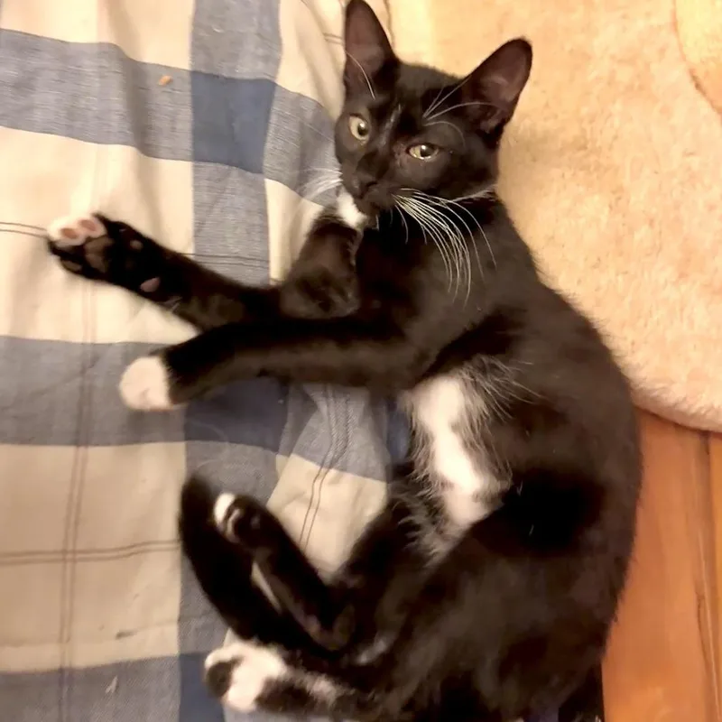 A baby small-sized male Black Domestic Short Hair cat named Affogado for adoption in Germantown, MD