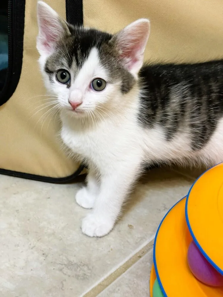 A baby small-sized male Black & White / Tuxedo Domestic Short Hair cat named Ollie for adoption in Mooresville, NC