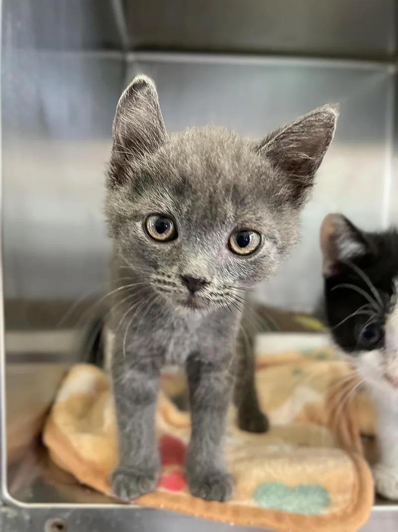 A baby medium-sized male Gray / Blue / Silver Domestic Short Hair cat named Cheese for adoption in Seville, OH