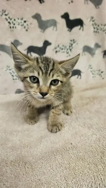 A baby small-sized male Domestic Short Hair cat named Rusty for adoption in Castaic, CA