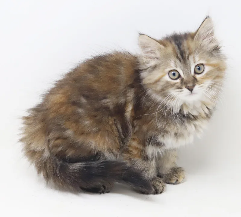 Asia our FLOOFY love