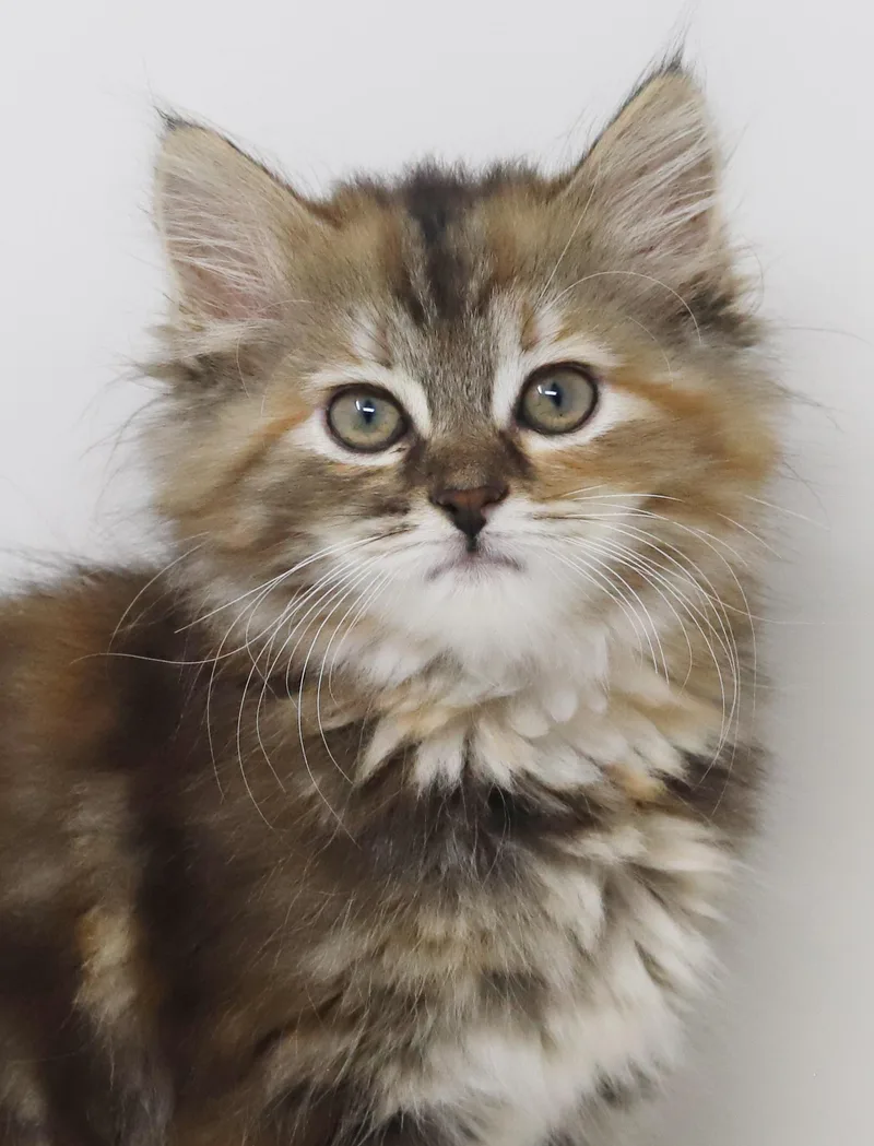 Asia our FLOOFY love thumbnail 2