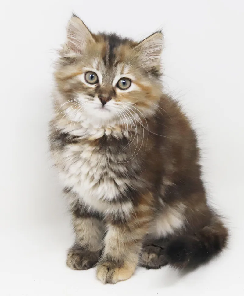 Asia our FLOOFY love thumbnail 3