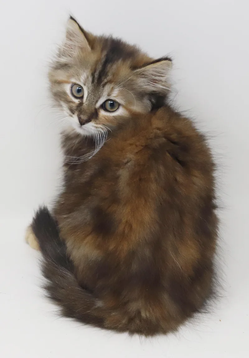 Asia our FLOOFY love thumbnail 4
