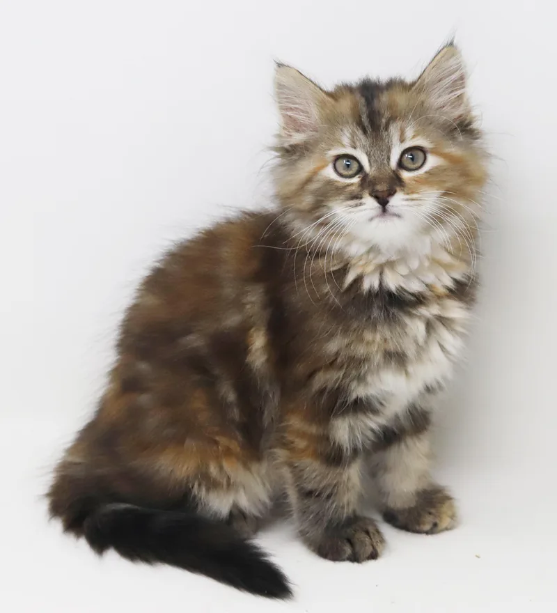 Asia our FLOOFY love thumbnail 5