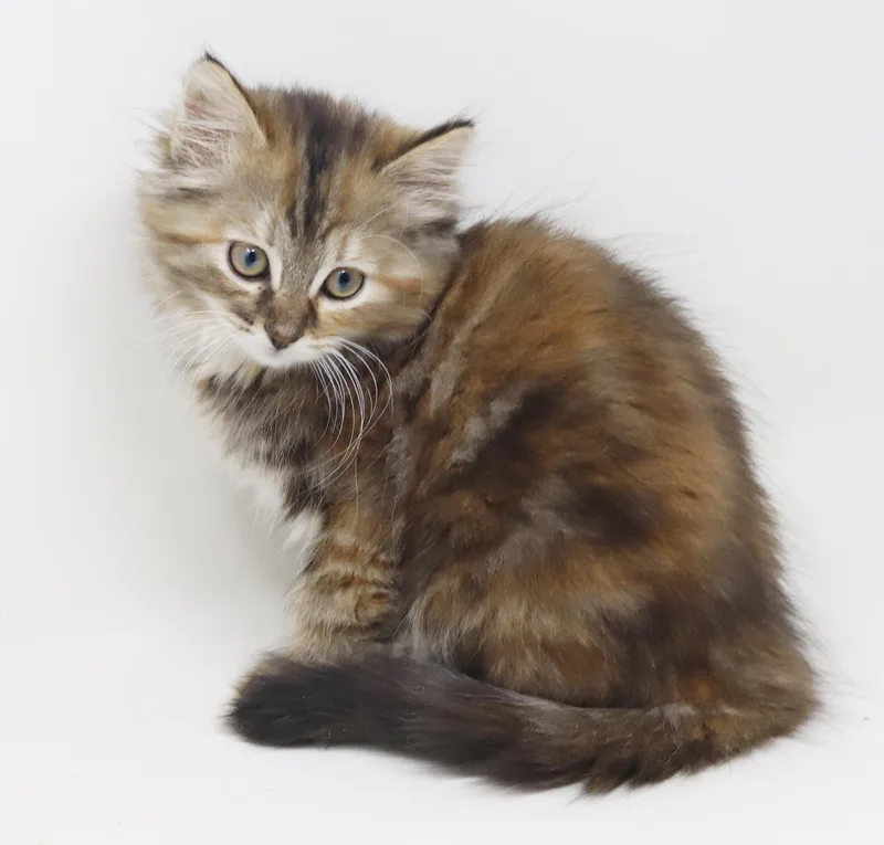 Asia our FLOOFY love thumbnail 6