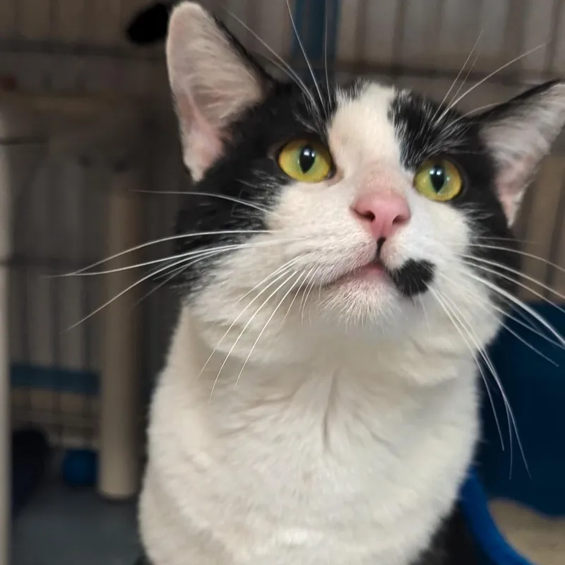 An adult medium-sized male Black Domestic Short Hair cat named Keenan for adoption in West Jefferson, OH