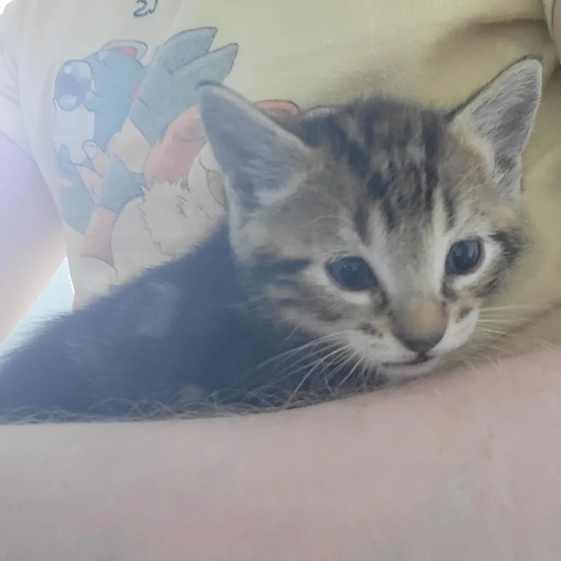 A baby small-sized male Brown / Chocolate Domestic Short Hair cat named Locke for adoption in Redmond, WA