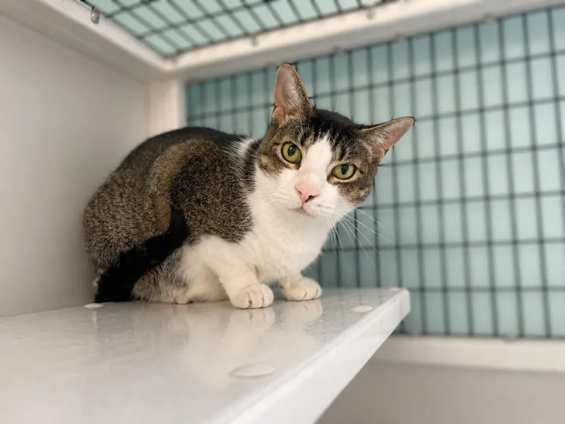 An adult medium-sized female Domestic Short Hair cat named Crumpet for adoption in Raleigh, NC