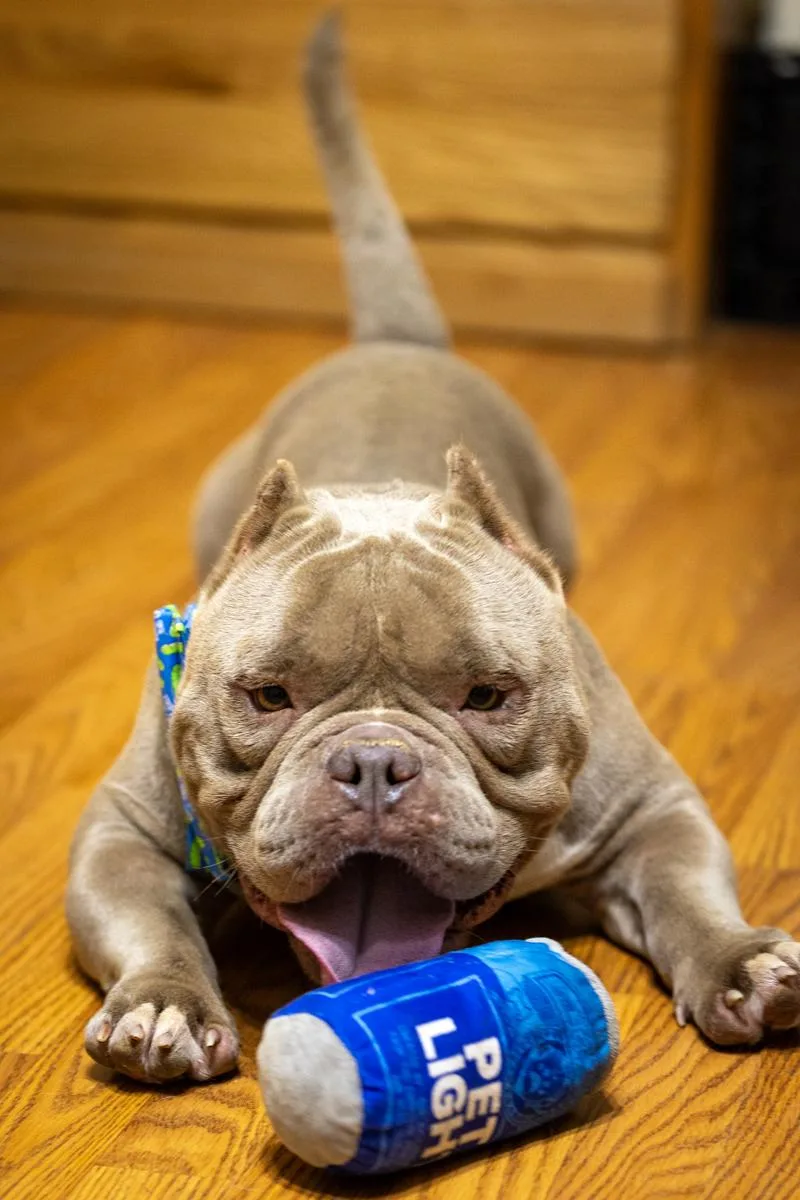 An adult medium-sized male Yellow / Tan / Blond / Fawn American Bully dog named Dallas for adoption in Pearland, TX