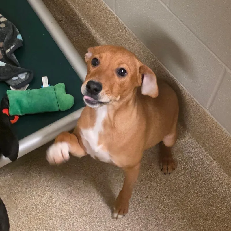 A baby medium-sized female Brown / Chocolate Mixed Breed dog named Sandy Cheeks for adoption in Bristol, IN