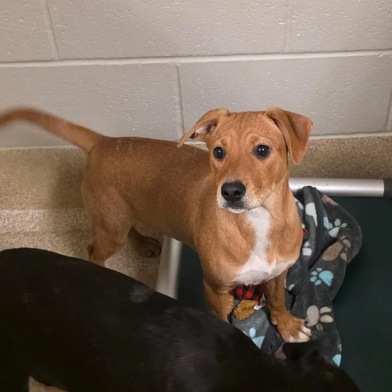 Sandy Cheeks thumbnail 2