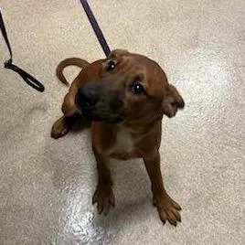 Sandy Cheeks thumbnail 3