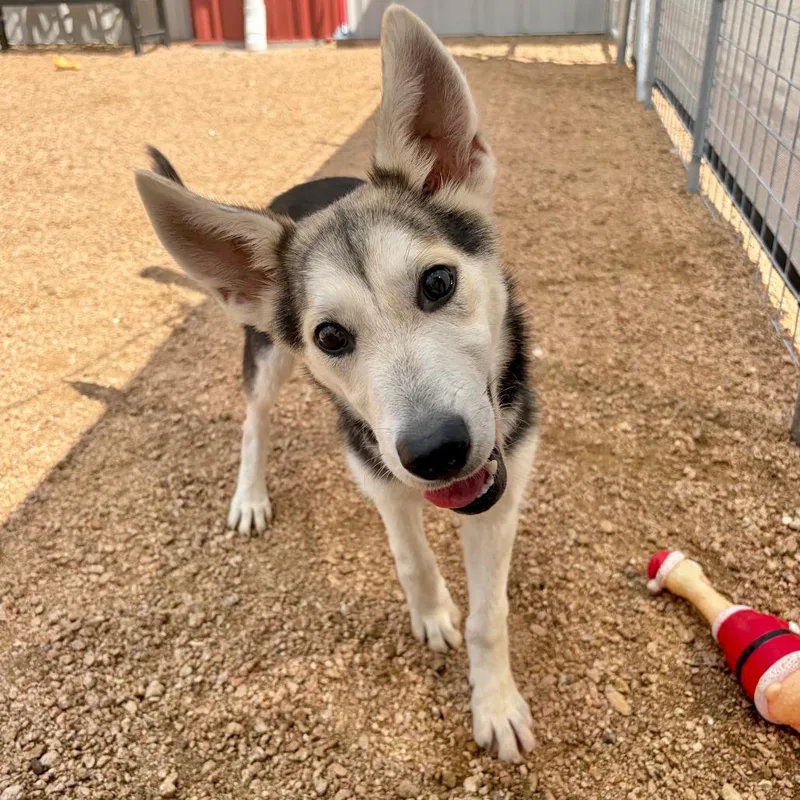 A baby medium-sized female Yellow / Tan / Blond / Fawn Husky dog named Denali Kcac . for adoption in Kerrville, TX