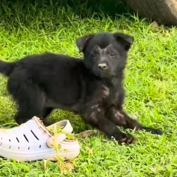 A baby small-sized female Black Mixed Breed dog named Snickerdoodle for adoption in Buffalo, MN