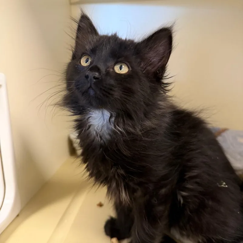 A baby small-sized female Black Domestic Medium Hair cat named Dorothy for adoption in Cody, WY