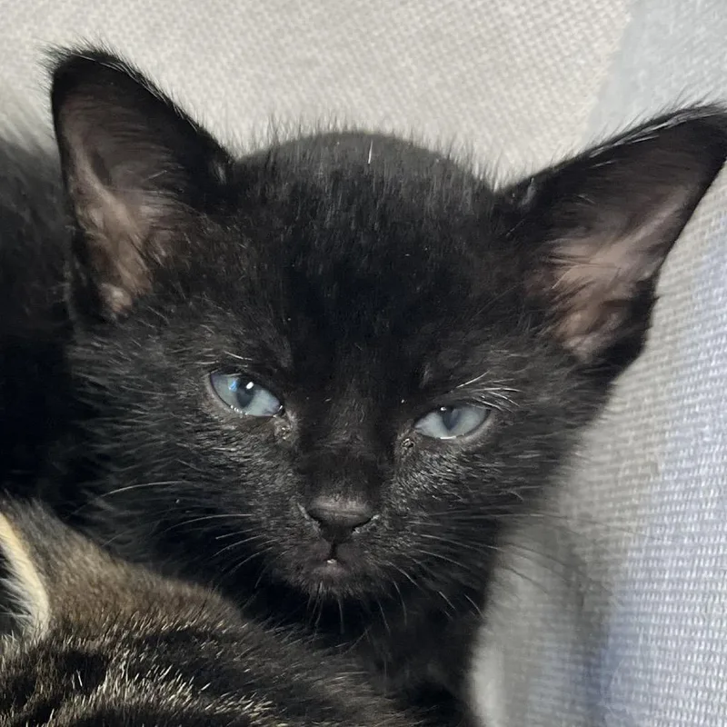 A baby small-sized female Black Domestic Short Hair cat named Midnight for adoption in Tampa, FL