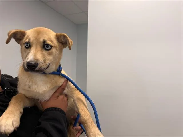 A baby small-sized female Siberian Husky dog named A for adoption in Charlotte, NC