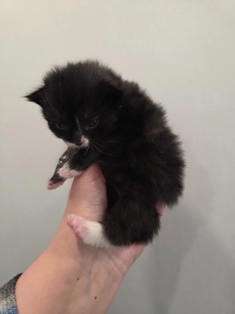 A baby small-sized male Domestic Short Hair cat named Cash for adoption in Lunenburg, VT