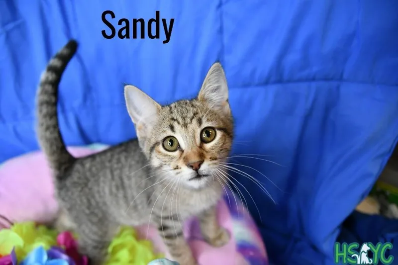 A baby medium-sized female Domestic Short Hair cat named Sandy for adoption in Fort Mill, SC