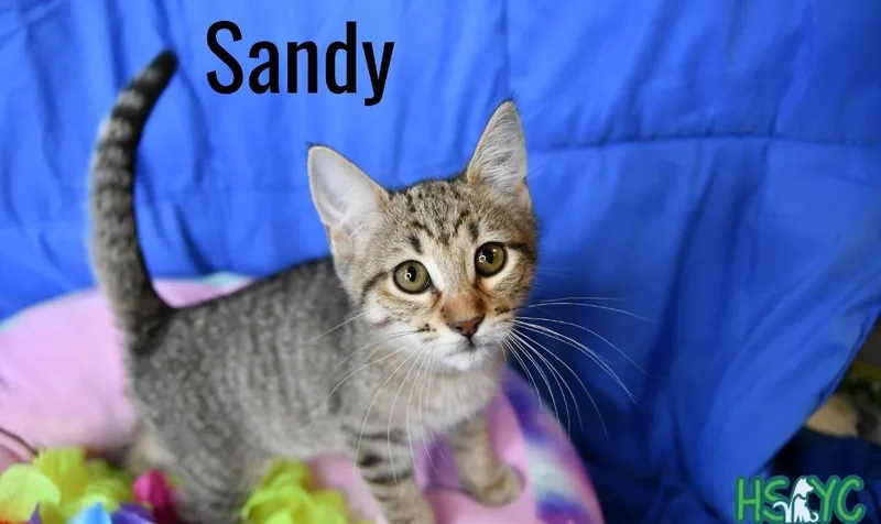 Sandy thumbnail 2
