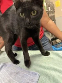 An adult medium-sized female Domestic Short Hair cat named Skye for adoption in Kansas City, MO