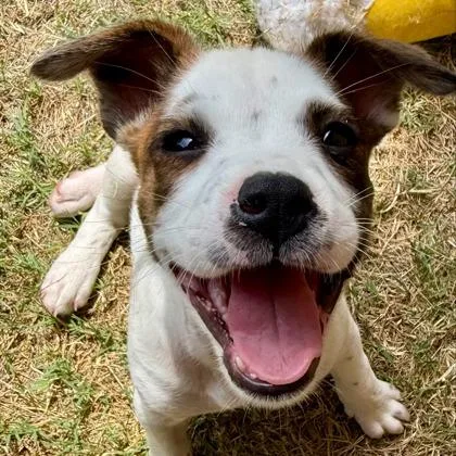 A young large-sized female Cattle Dog dog named Tally for adoption in Kansas City, MO