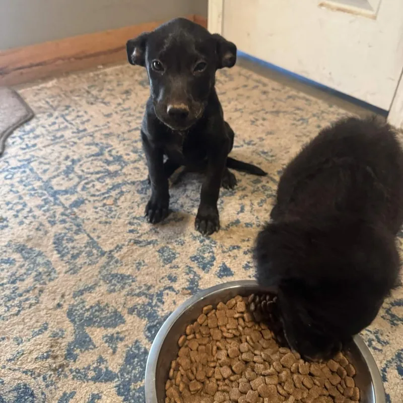 A baby small-sized female Black Mixed Breed dog named Piggy for adoption in Greenville, SC