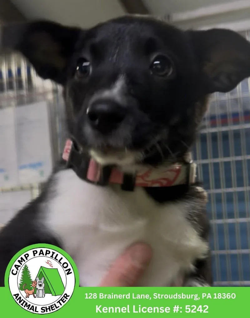 A baby medium-sized female Border Collie dog named Marge for adoption in Stroudsburg, PA
