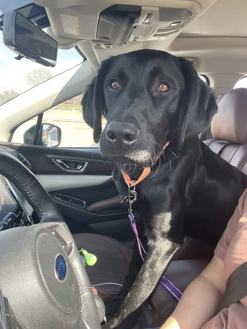A young large-sized male Labrador Retriever dog named Raider for adoption in Fort Worth, TX