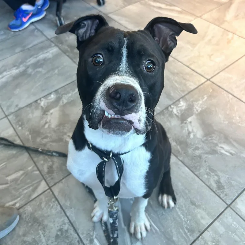 An adult medium-sized male Black Pit Bull Terrier dog named Frootloop for adoption in Las Vegas, NV