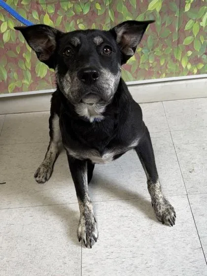 A young medium-sized female Shepherd dog named Shirley for adoption in San Antonio, TX