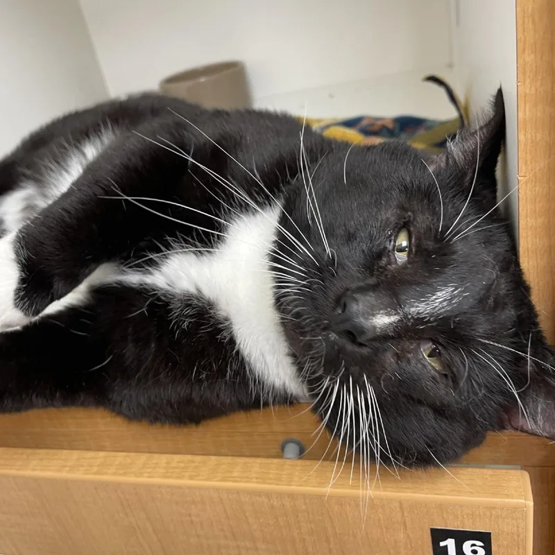 An adult large-sized male Black Domestic Short Hair cat named Snoopy for adoption in Champaign, IL