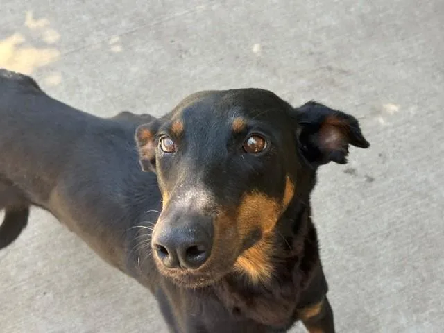 A young medium-sized female Doberman Pinscher dog named Promise for adoption in Tulsa, OK