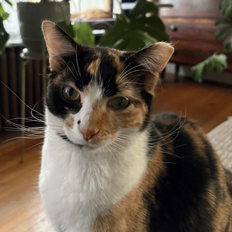 A young small-sized female Calico Domestic Short Hair cat named Tupac for adoption in PITTSBURGH, PA