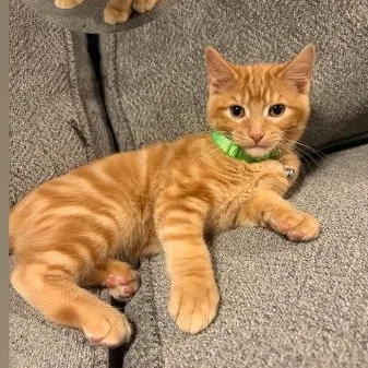 A baby medium-sized male Orange / Red Domestic Short Hair cat named Mr. Pacey for adoption in Mokena, IL