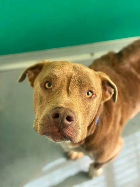 An adult medium-sized male Pit Bull Terrier dog named Cerave for adoption in Visalia, CA