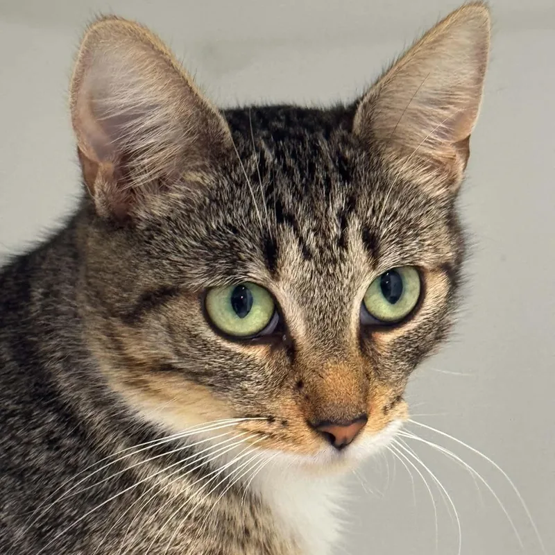 A young small-sized female American Shorthair cat named Amelia for adoption in Danbury, CT