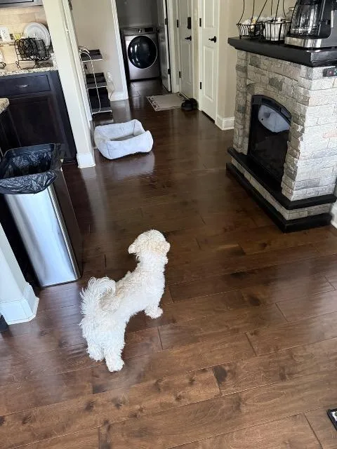 An adult medium-sized male Shih Tzu dog named Lucky for adoption in Athens, AL
