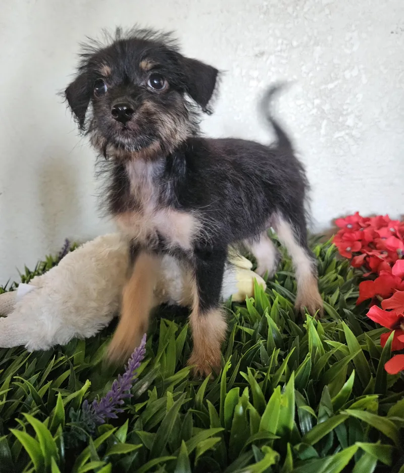 A baby small-sized female Black Terrier dog named Fanny for adoption in Los Angeles, CA