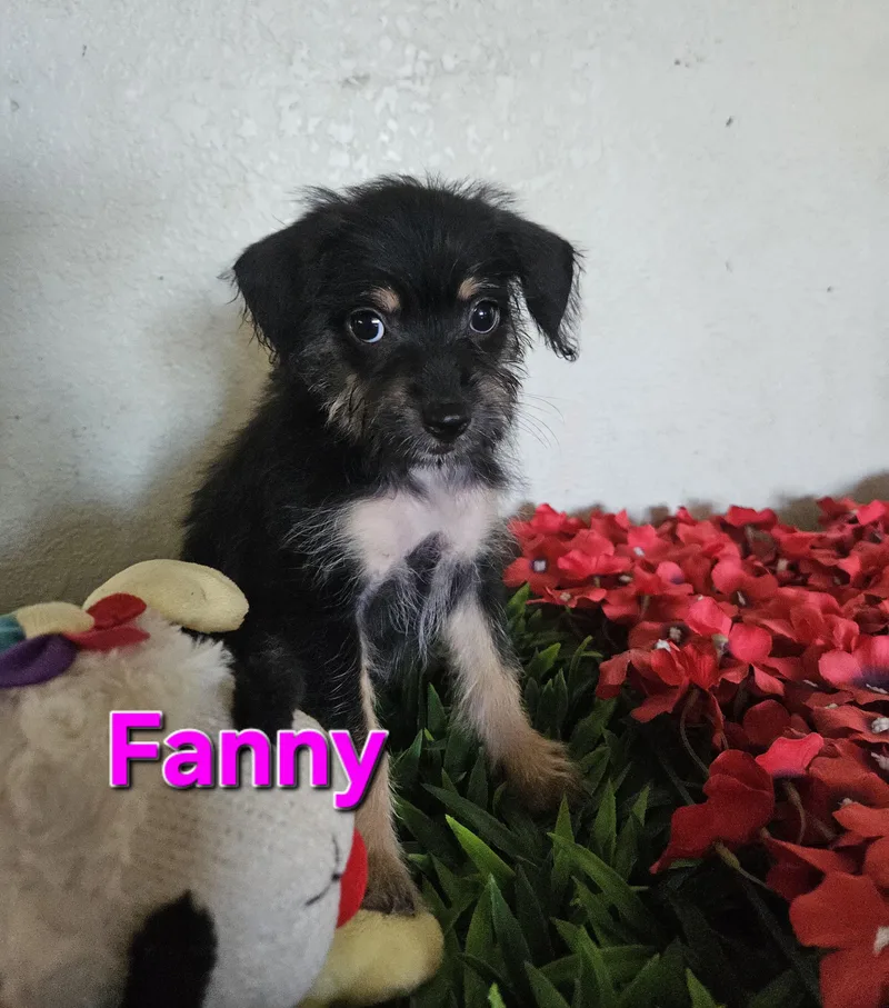 Fanny thumbnail 3