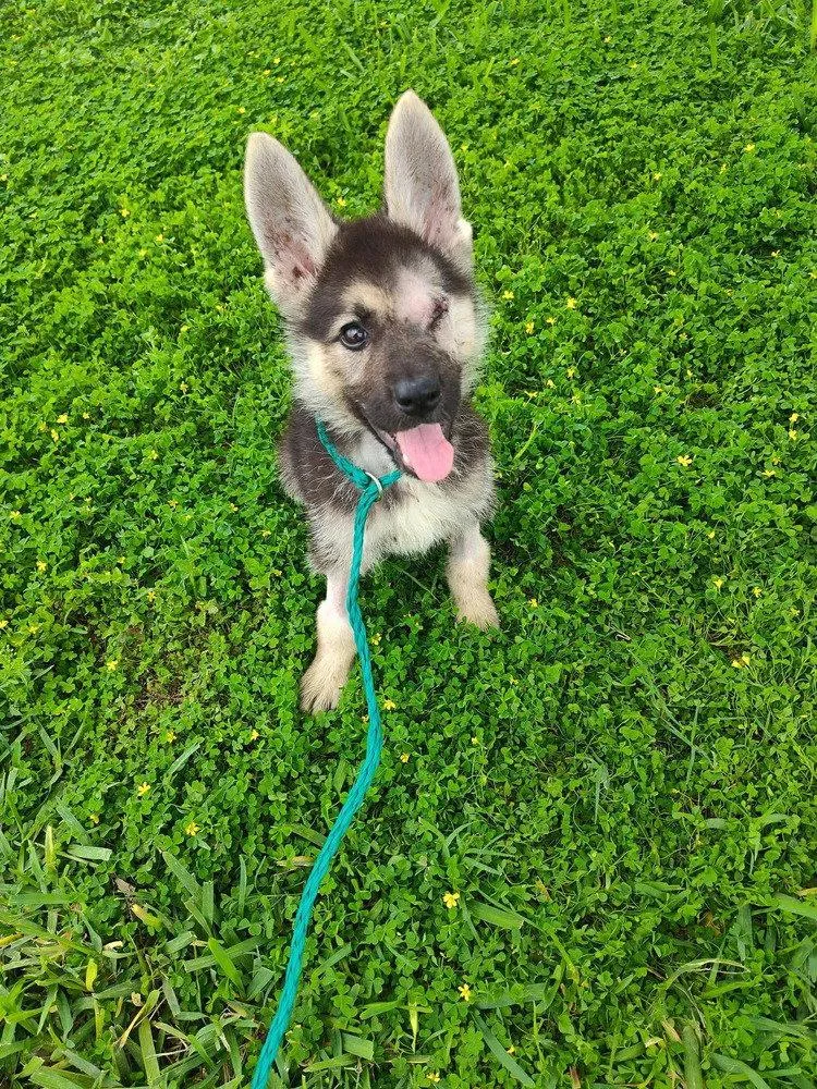A baby medium-sized female Shepherd dog named Winnie for adoption in New York, NY