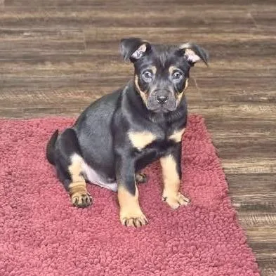 Needful Things thumbnail 2