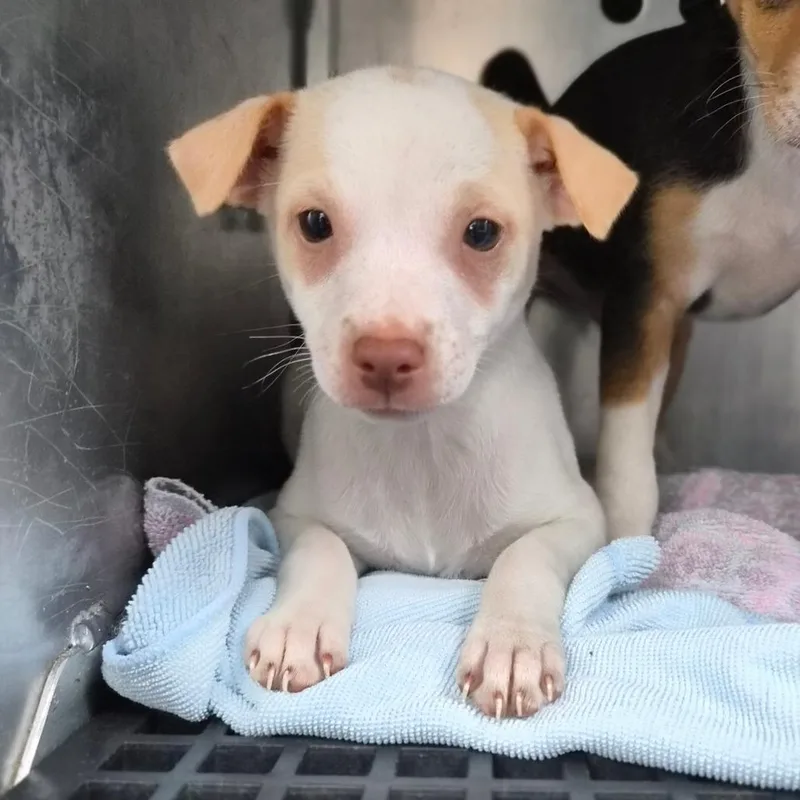 A baby small-sized female White / Cream Jack Russell Terrier dog named Lotus for adoption in Wahiawa, HI