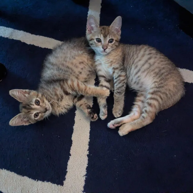 A baby small-sized female Brown / Chocolate Domestic Short Hair cat named Quick for adoption in Austin, TX