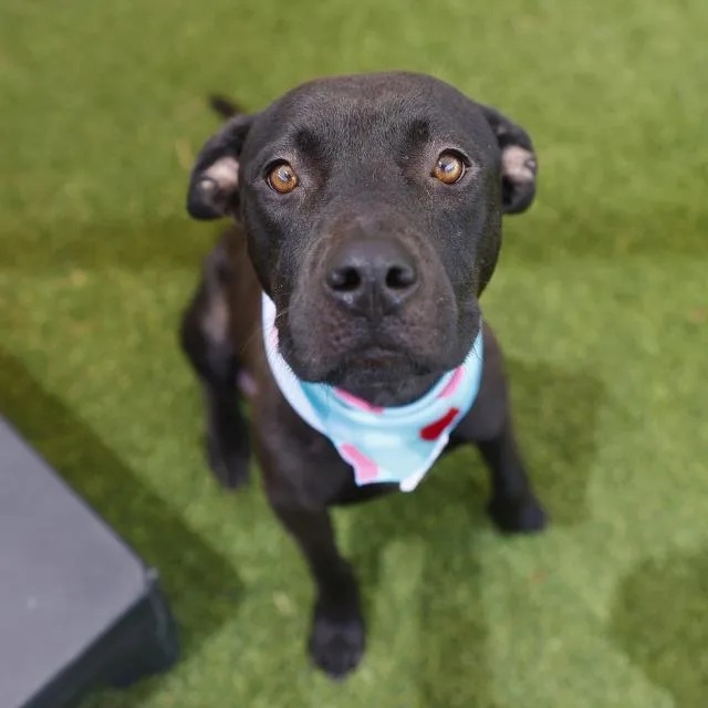 A young medium-sized female American Staffordshire Terrier dog named Perita for adoption in San Antonio, TX