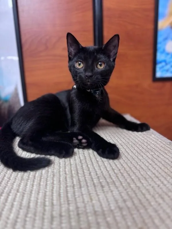 A young medium-sized female Black Domestic Short Hair cat named Paris for adoption in North Babylon, NY
