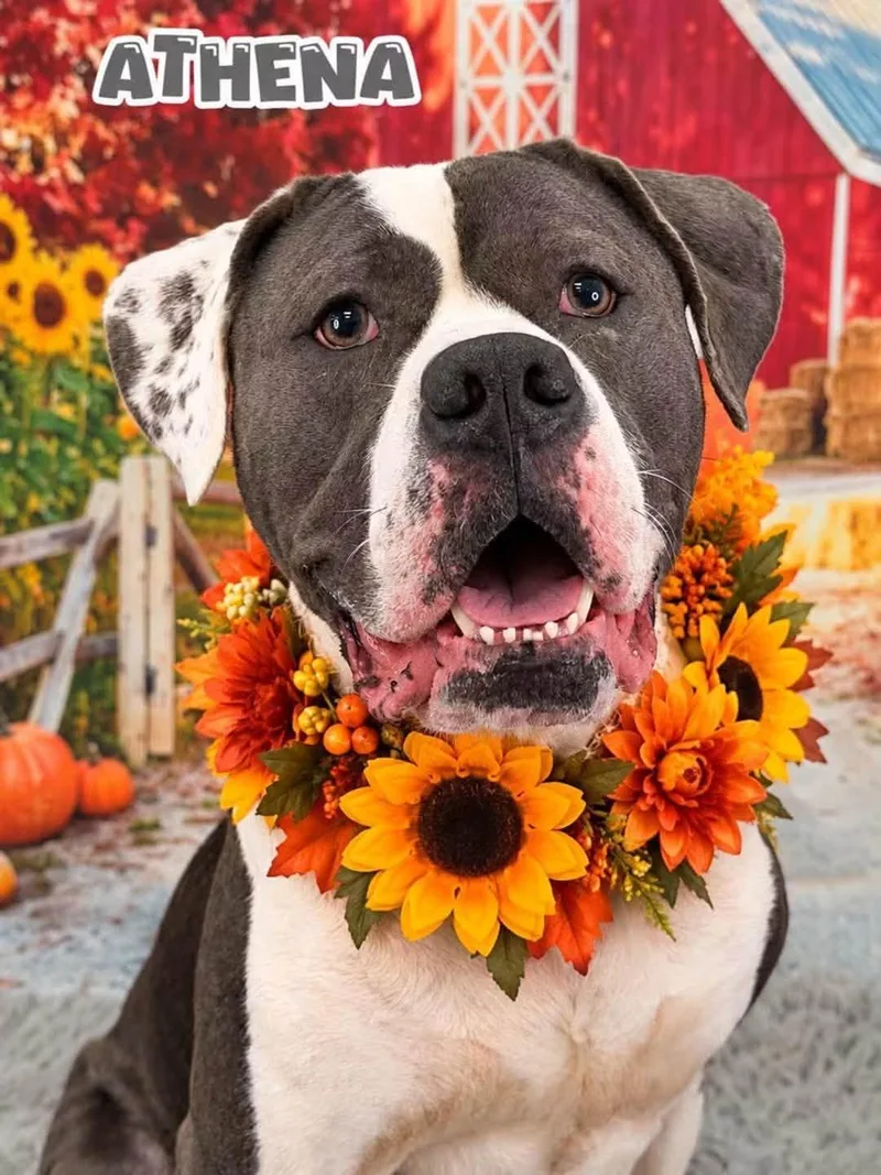 An adult large-sized female Mixed Breed dog named Athena for adoption in Flint, MI