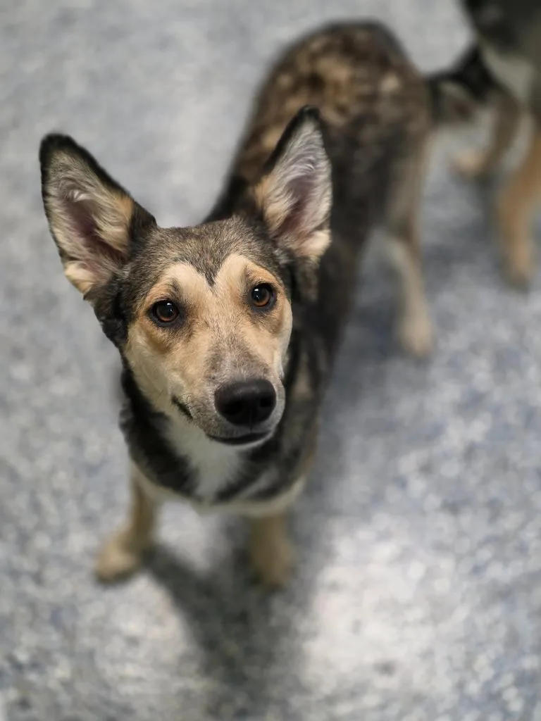 A baby medium-sized female Collie dog named Sylvie for adoption in Carthage, MO