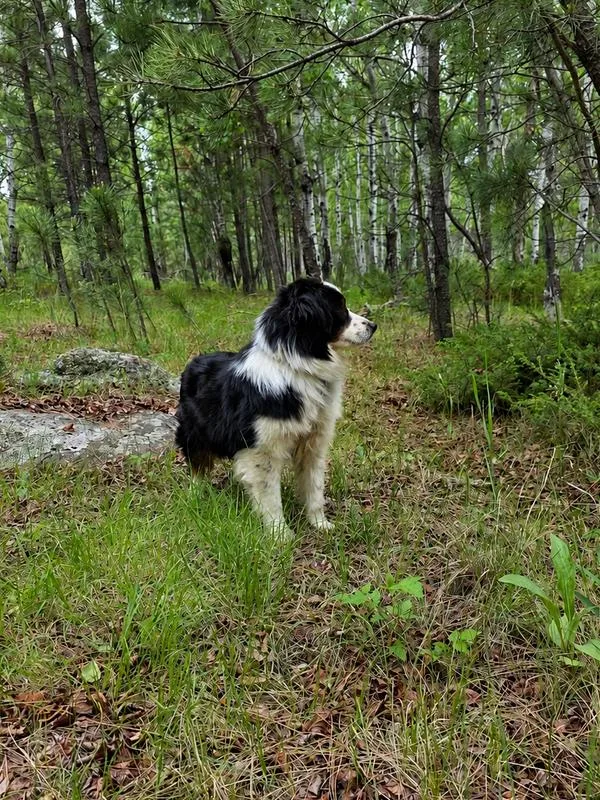 An adult medium-sized male Tricolor (Brown, Black, & White) Australian Shepherd dog named Fiasco aka Ollie for adoption in Ringwood, IL